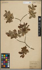 Foto von Salix aurita L.